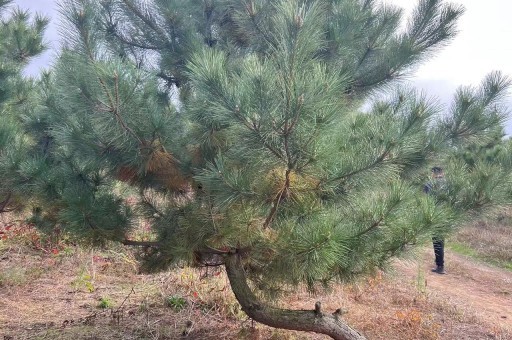 北二环黑松盆景造型（黑松盆景的在北方如何养护）