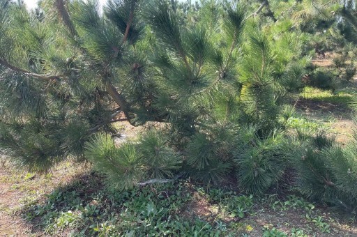 黑松多粗造型（黑松多大造型好）