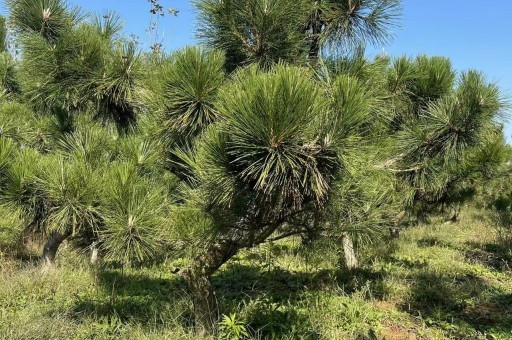 造型大黑松栽植与管理（大型黑松怎么养护）