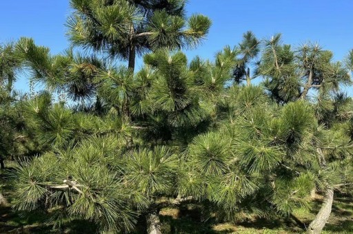 唐山黑松造型树有哪些（唐山黑松造型树有哪些种类）