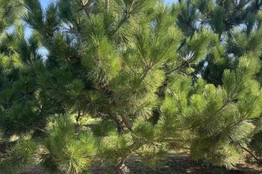 浙江黑松造型树种植方法（黑松苗木）
