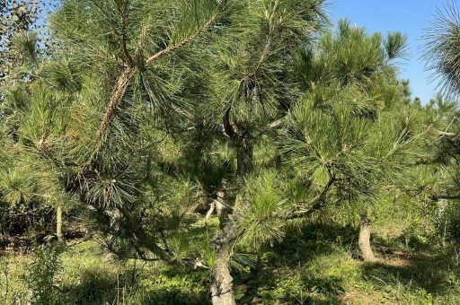 山东十公分造型黑松基地 十公分黑松的价格