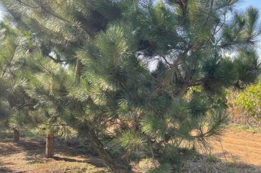 抚州造型黑松批发市场地址（山东造型黑松批发市场在哪里）