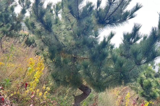 大型黑松树景观树造型（黑松树造型视频）
