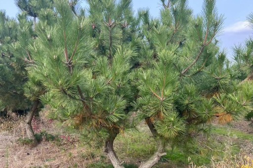 南阳招黑松造型师傅（黑松造型基地）