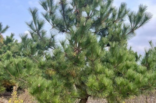 分叉的黑松咋做造型（黑松怎么剪）