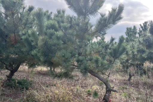 黑松盆景造型视频（黑松盆景造型视频大全）