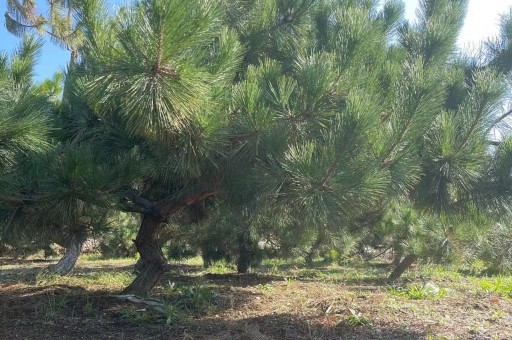 咱也造型黑松基地（造型黑松基地在哪里）