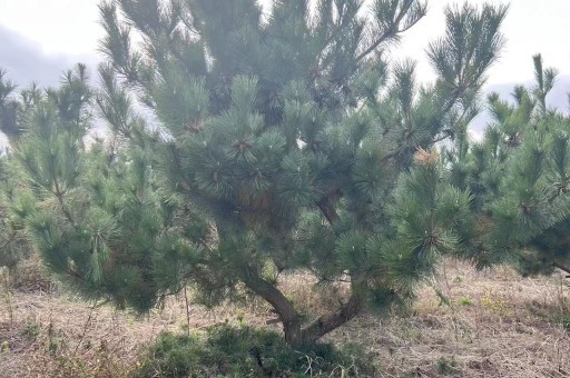 惠州造型黑松批发地址（惠州造型黑松批发地址查询）