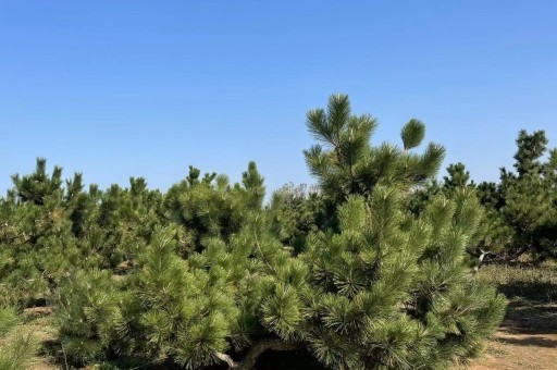 黑松盆景造型技巧图片（黑松盆景图片欣赏）