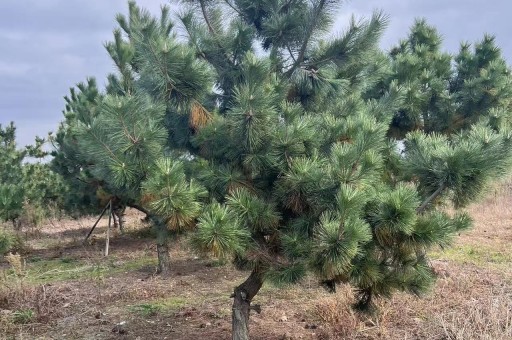 黑松双主干怎样造型 黑松双杆造型