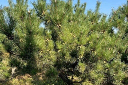 黑松盆景造型实例图解书籍 黑松盆景制作基本方法