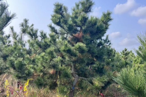 合肥造型黑松批发 合肥造型黑松批发市场