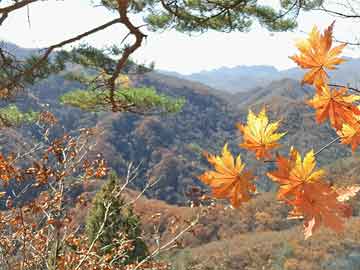 江西的造型黑松基地（江苏黑松基地）